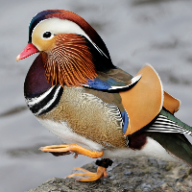 Photo du profil de l'utilisateur
